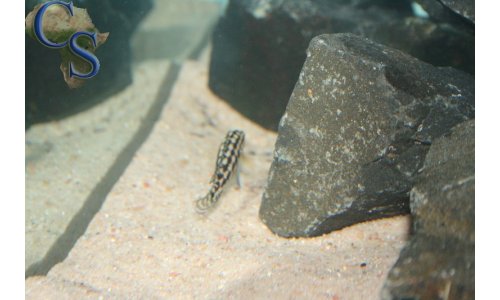 Julidochromis marlieri